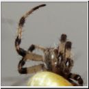 Araneus quadratus - Vierfleck-Kreuzspinne w08.jpg